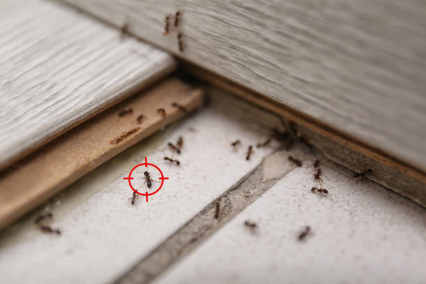 Best Termite Control Services  in Martsville, IN