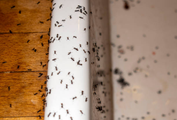 Best Mosquito Control Services  in Martsville, IN