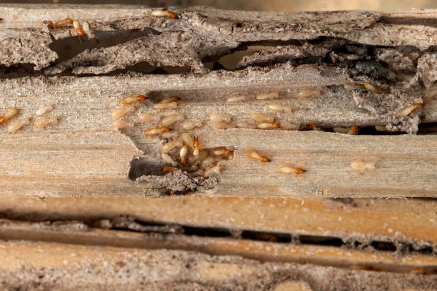 Best Flea Control Services  in Martsville, IN